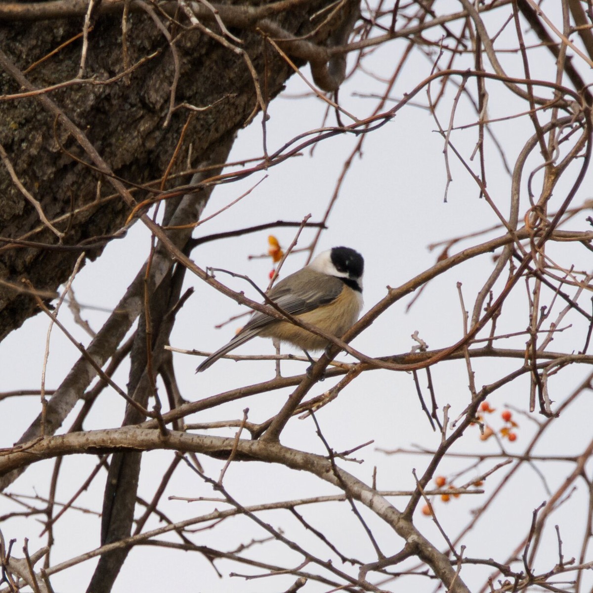Carolina Chickadee - ML646475354