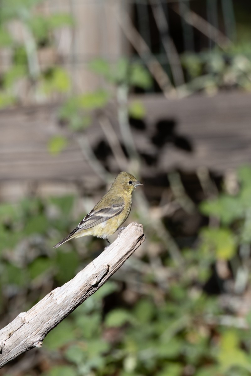 Lesser Goldfinch - ML646475355
