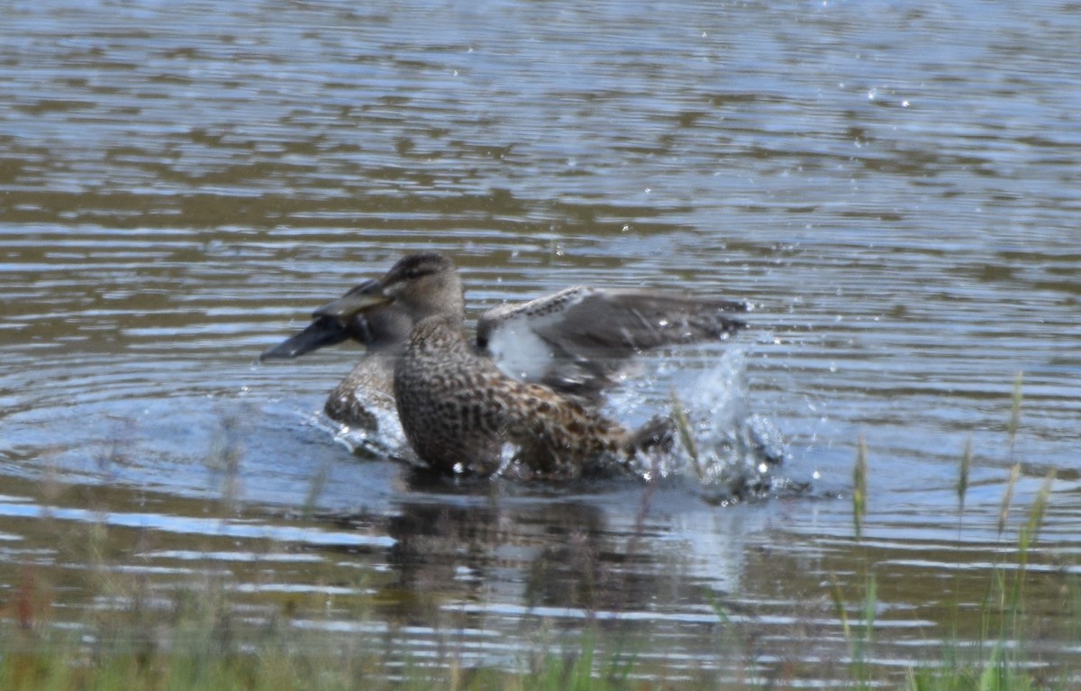 Australasian Shoveler - ML646475356