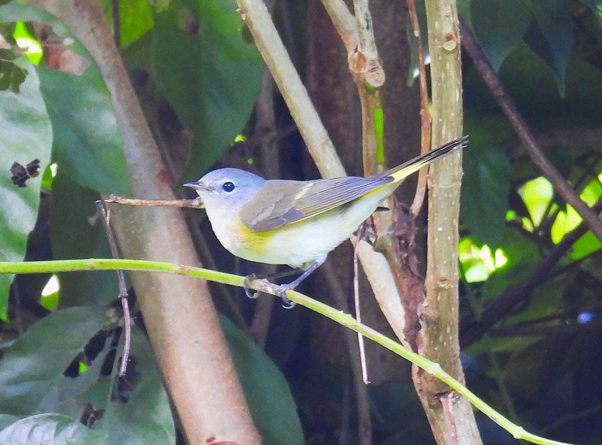 American Redstart - ML646475357