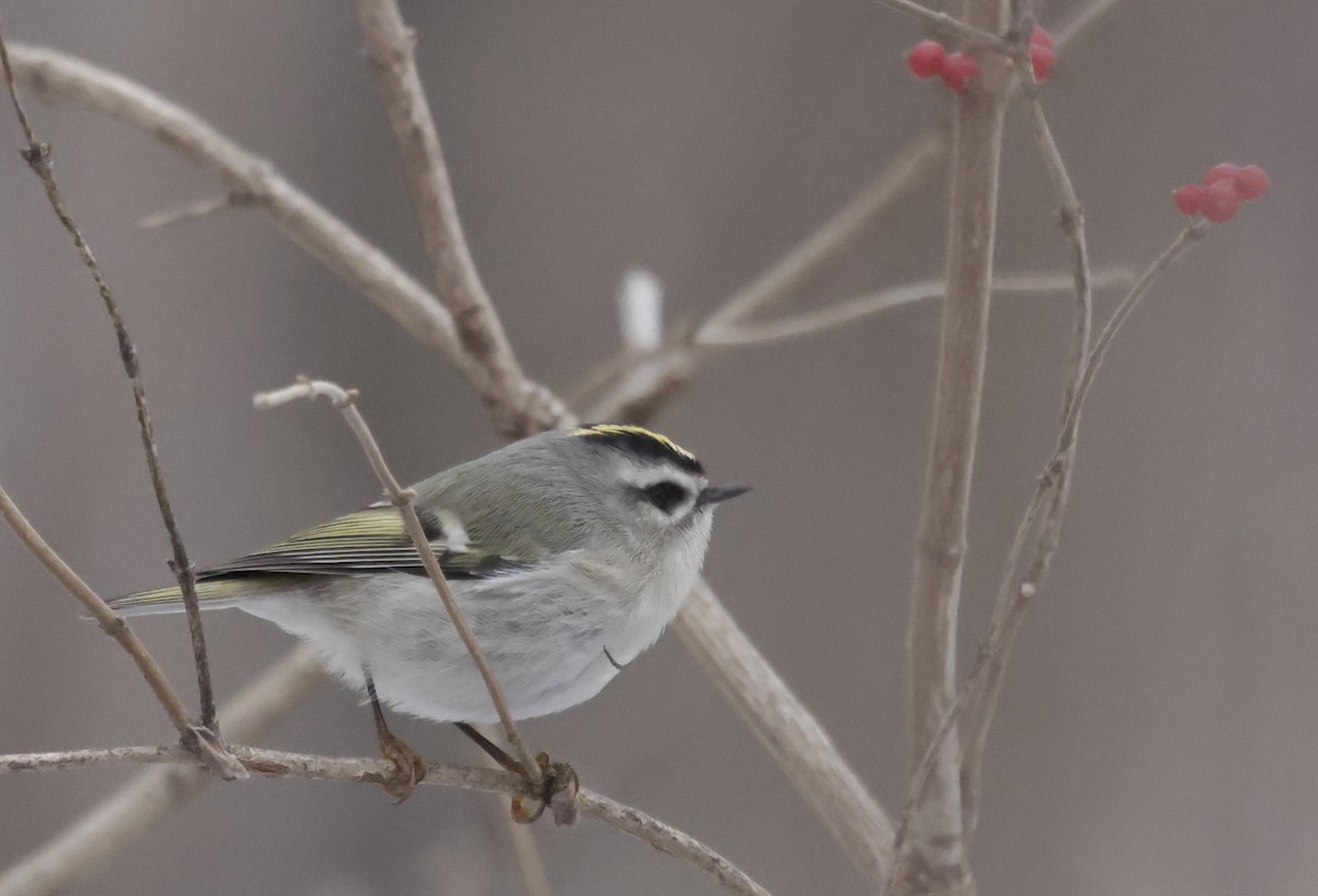 Golden-crowned Kinglet - ML646475358