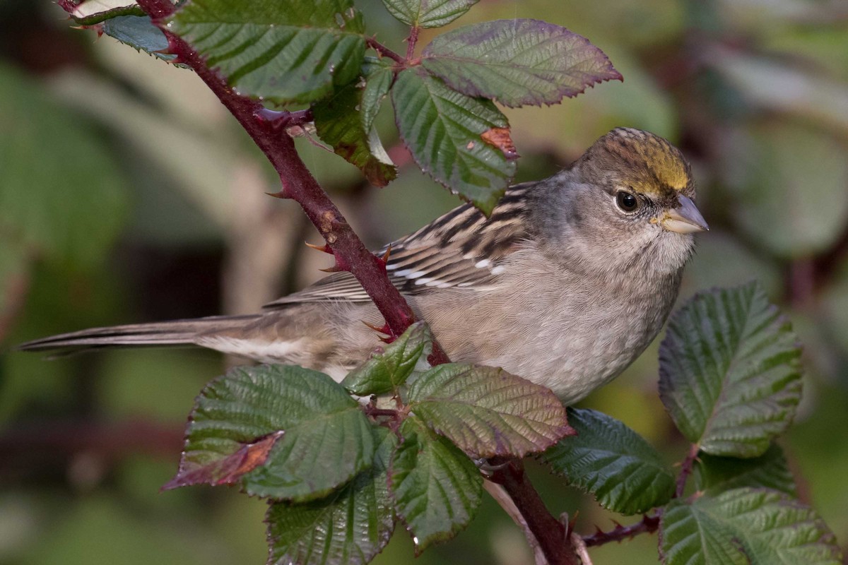 Golden-crowned Sparrow - ML646475359