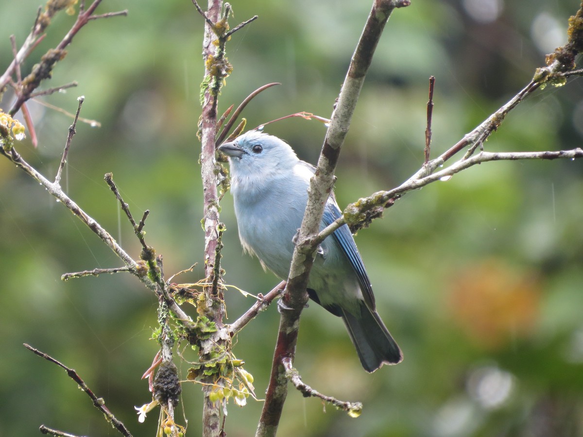 Blue-gray Tanager (White-edged) - ML646475360