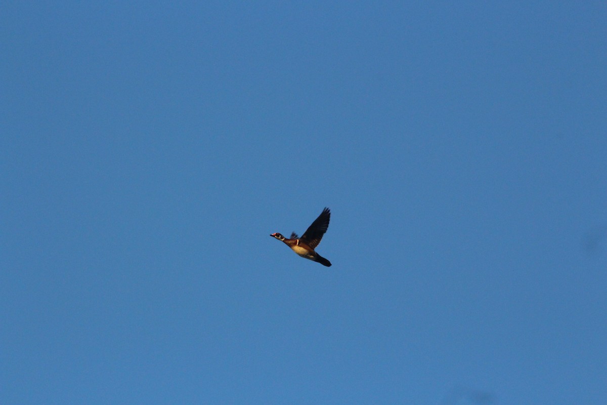 Wood Duck - ML646475361