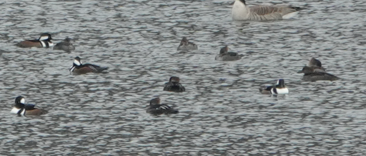 Hooded Merganser - ML646475362