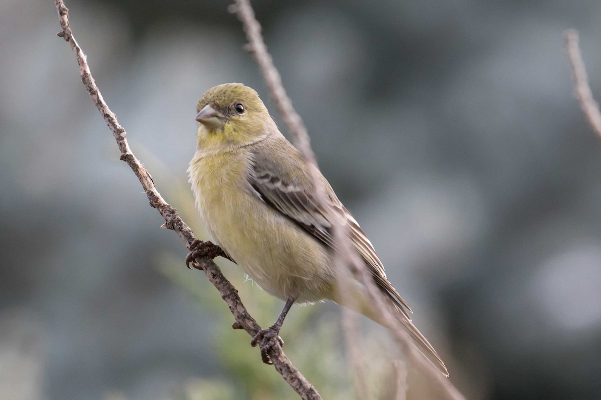 Lesser Goldfinch - ML646475363