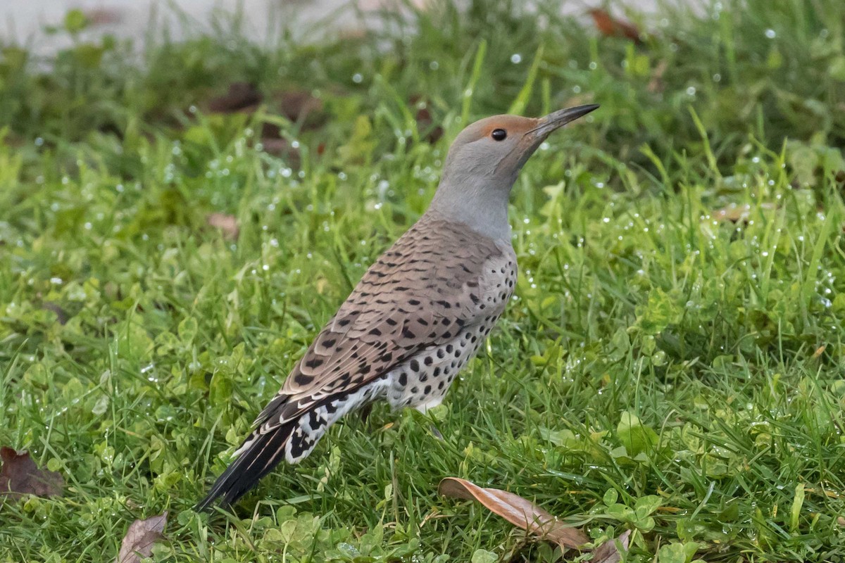 Northern Flicker (Red-shafted) - ML646475367