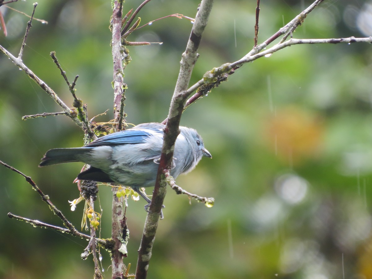 Blue-gray Tanager (White-edged) - ML646475368