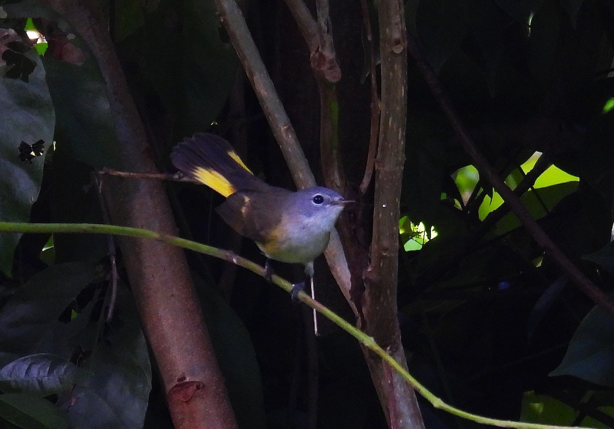 American Redstart - ML646475369