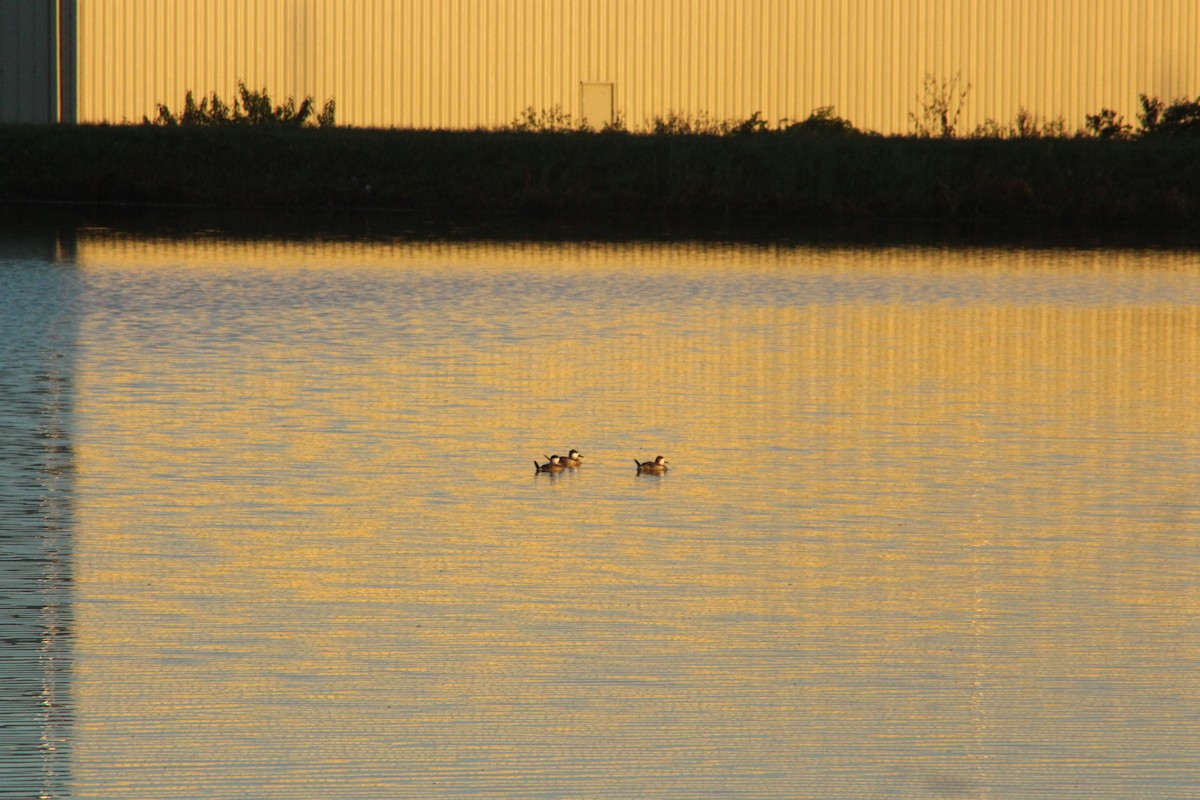Ruddy Duck - ML646475372