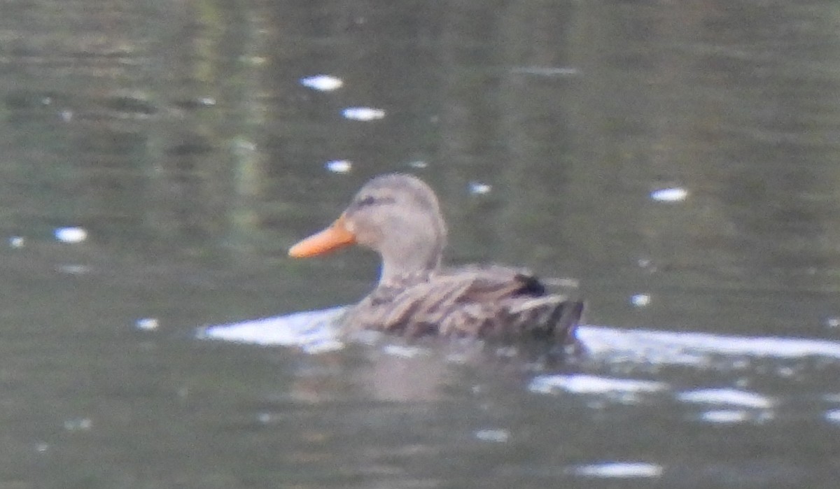 Mallard/Mexican Duck - ML646475373