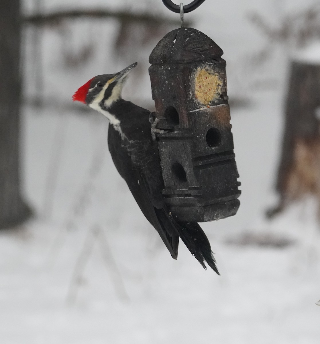 Pileated Woodpecker - ML646475374