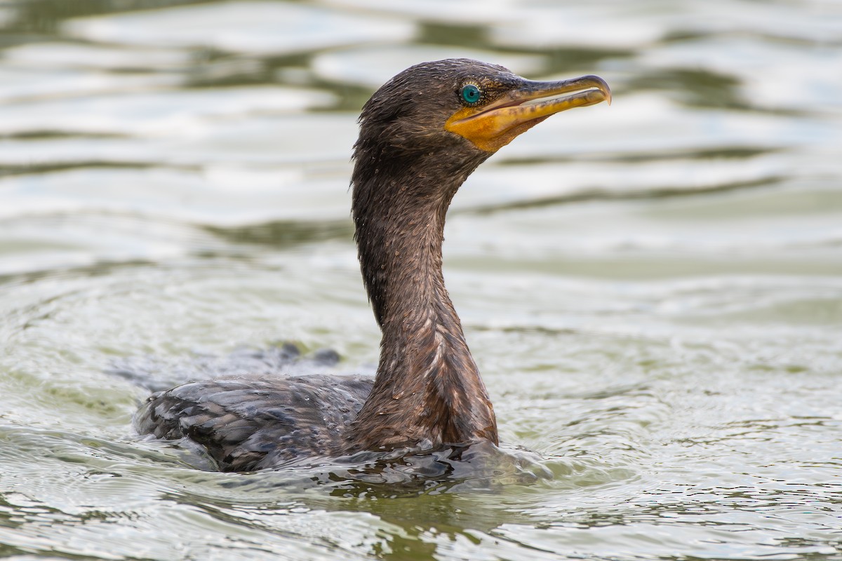 Neotropic Cormorant - ML646475376