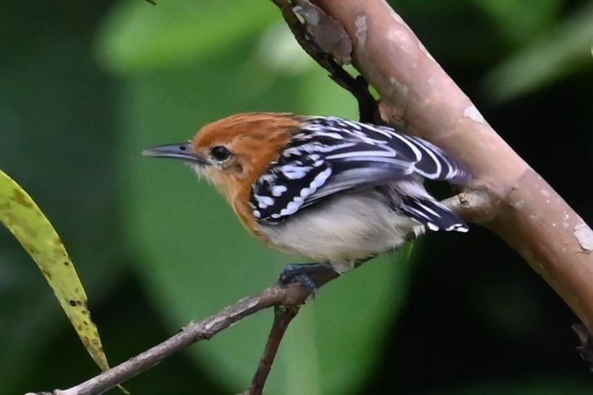 Pacific Antwren - ML646475379