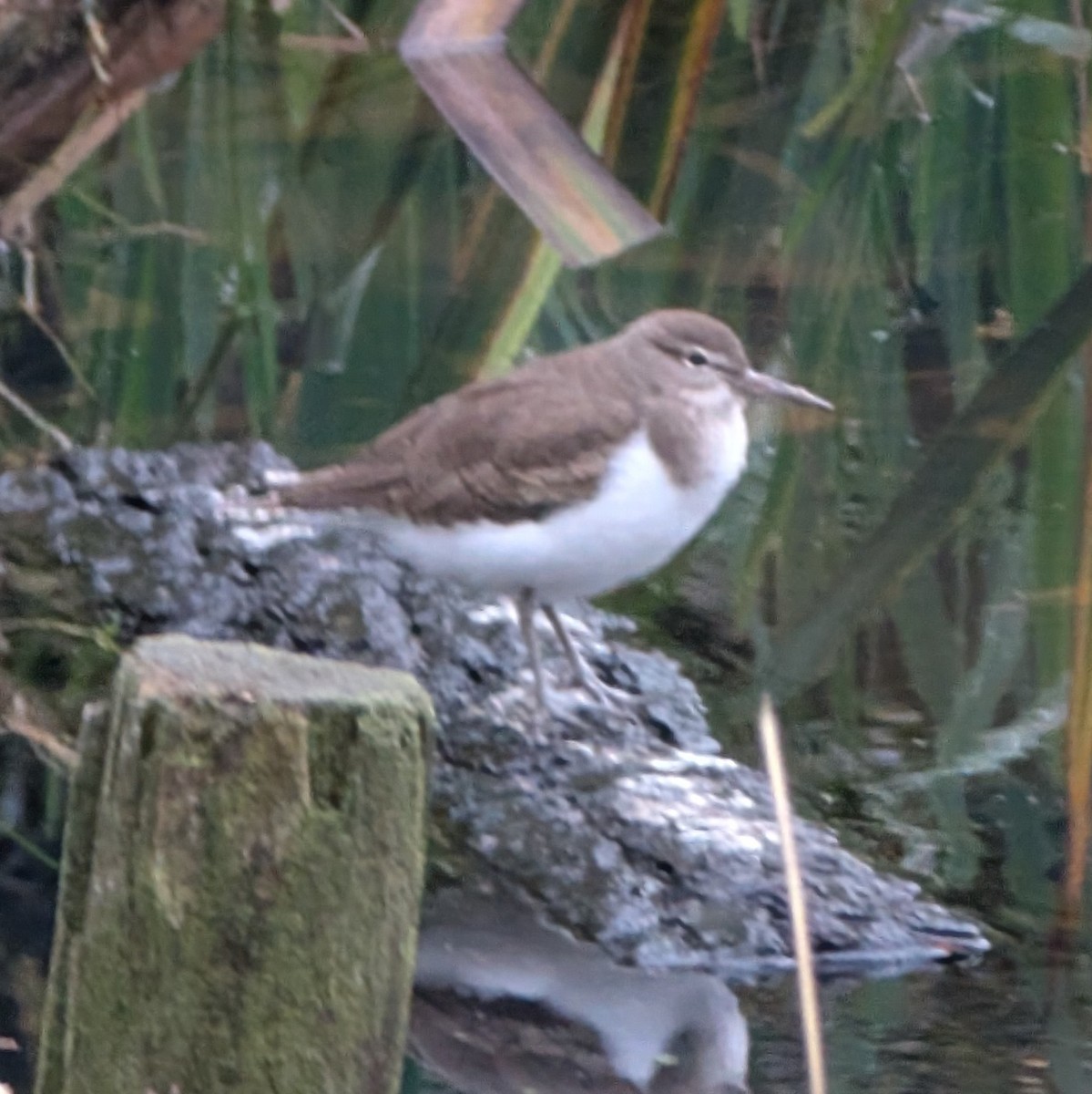 Common Sandpiper - ML646475380