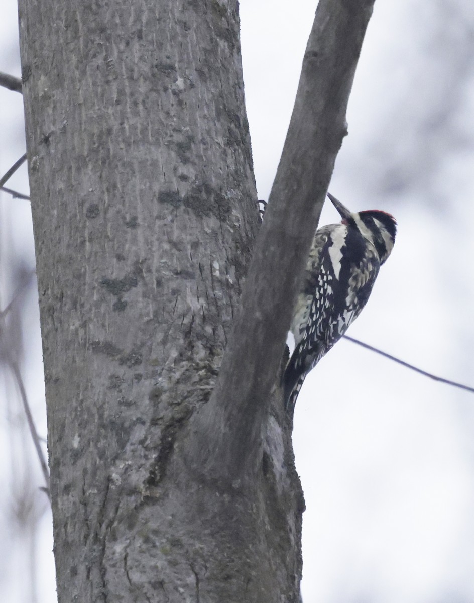 Yellow-bellied Sapsucker - ML646475382