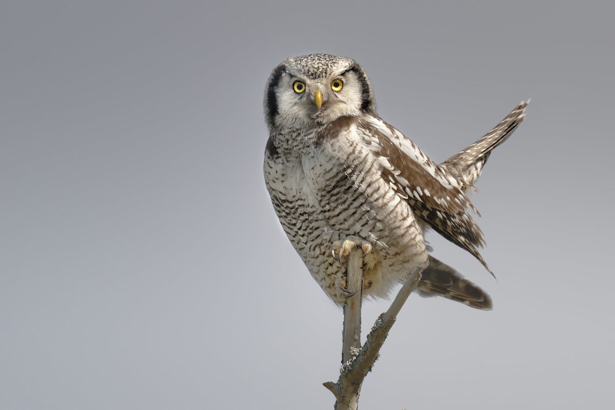 Northern Hawk Owl - ML646475383