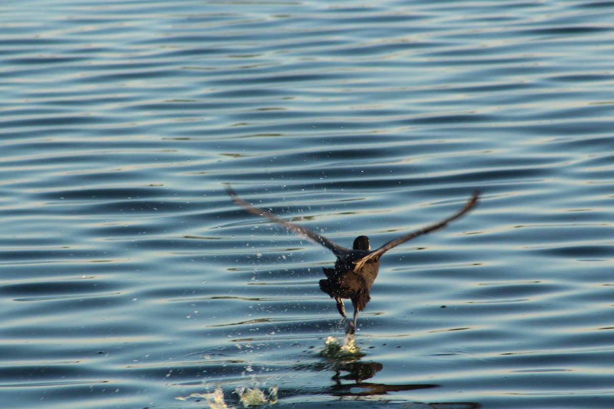 American Coot - ML646475388