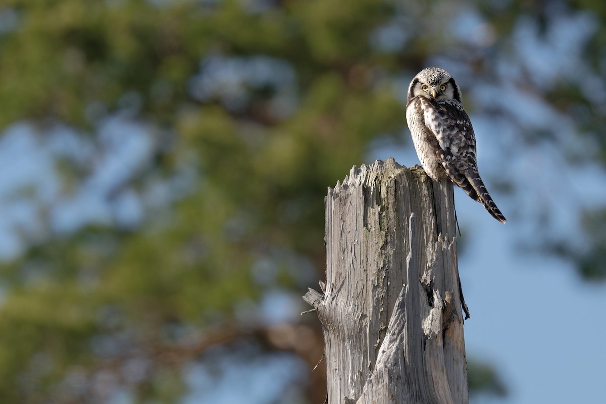 Northern Hawk Owl - ML646475389