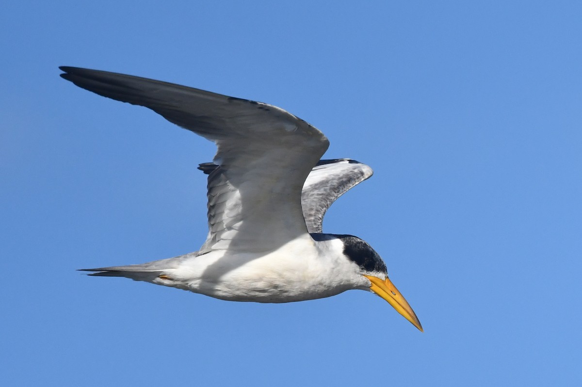 Large-billed Tern - ML646475391