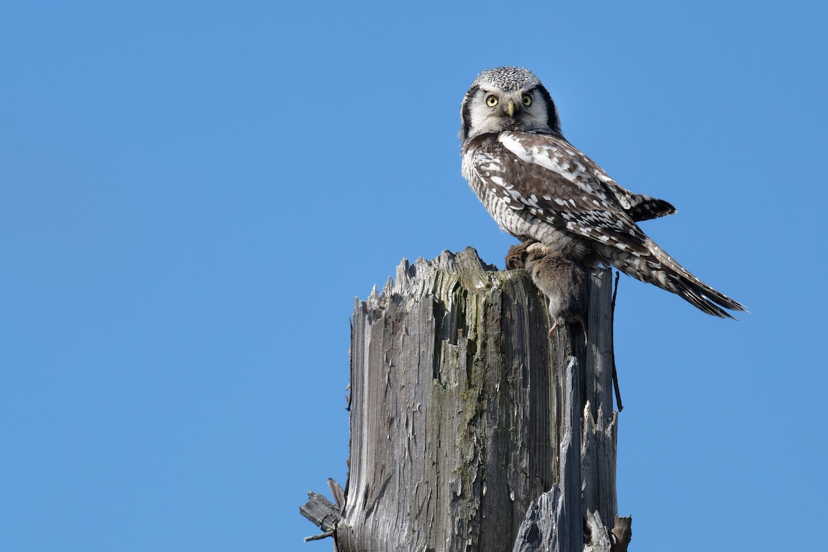 Northern Hawk Owl - ML646475392