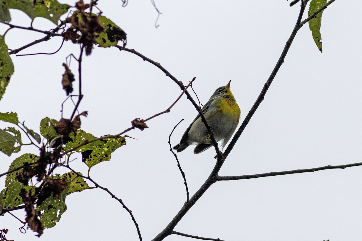 Northern Parula - ML646475393