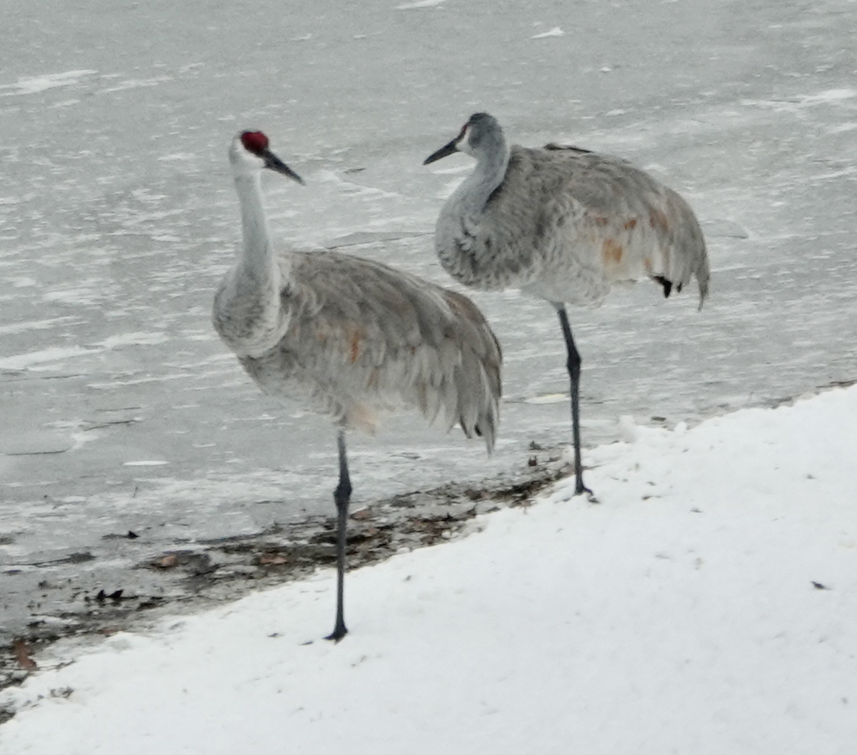 Sandhill Crane - ML646475396