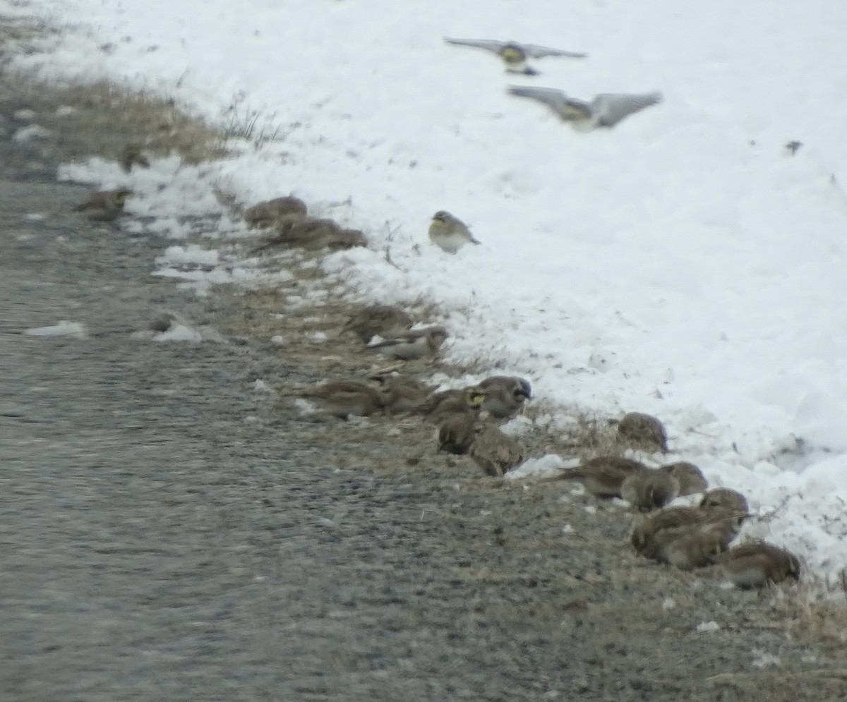 Snow Bunting - ML646475398