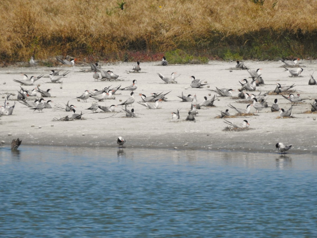 燕鷗 - ML646475400