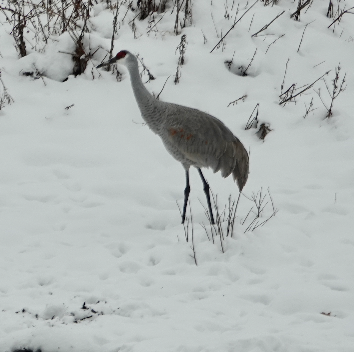 Sandhill Crane - ML646475402