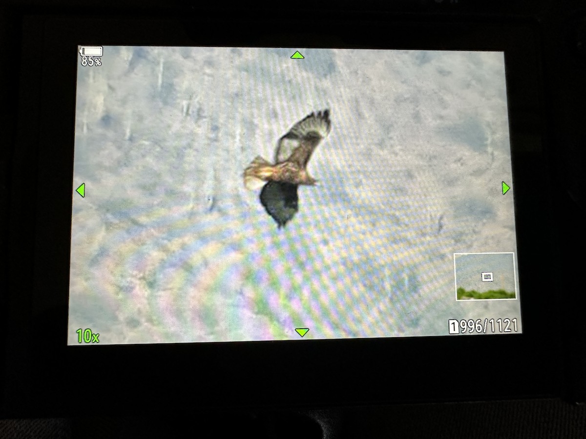 rødstjertvåk - ML646475407