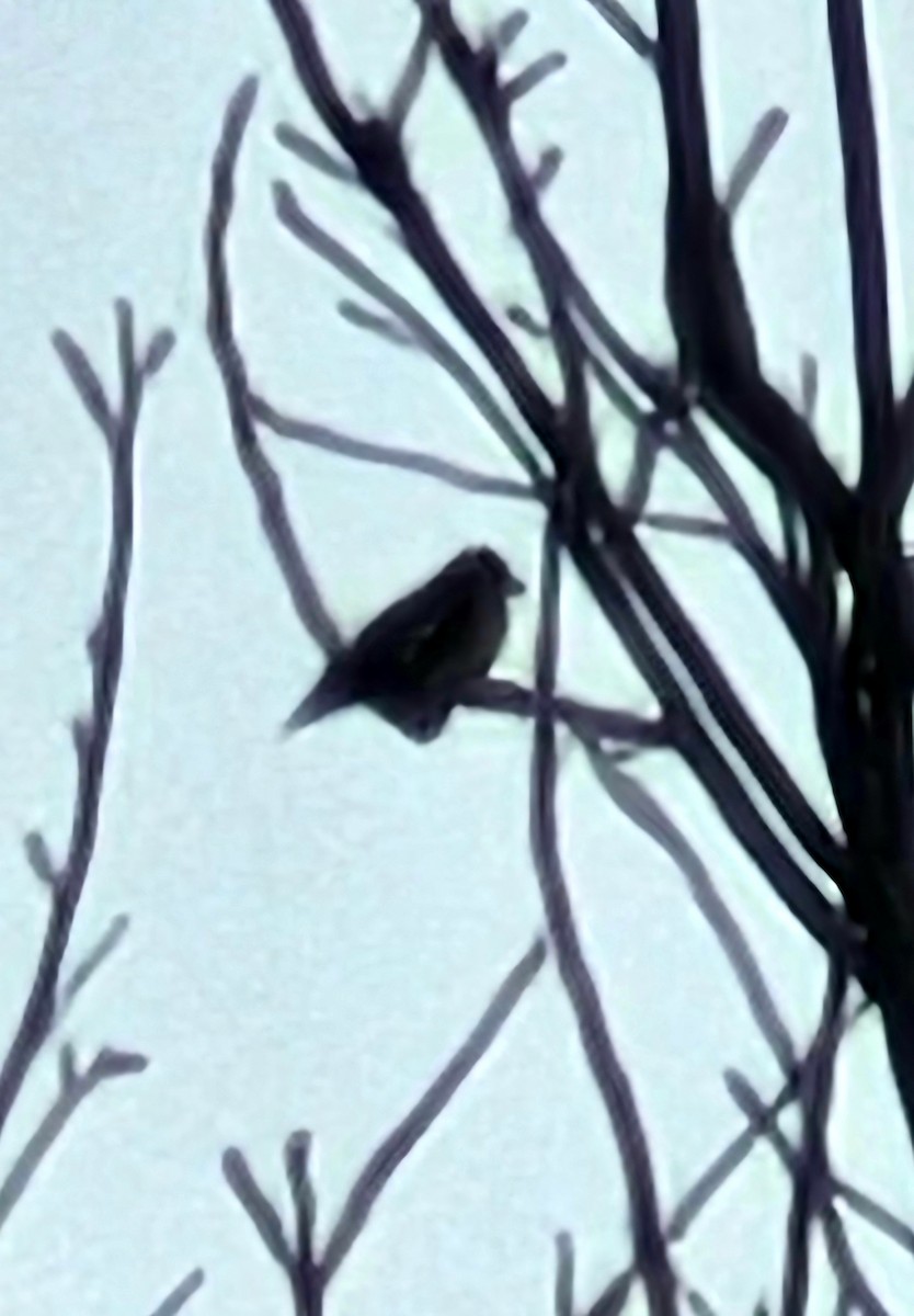 Evening Grosbeak - ML646475410