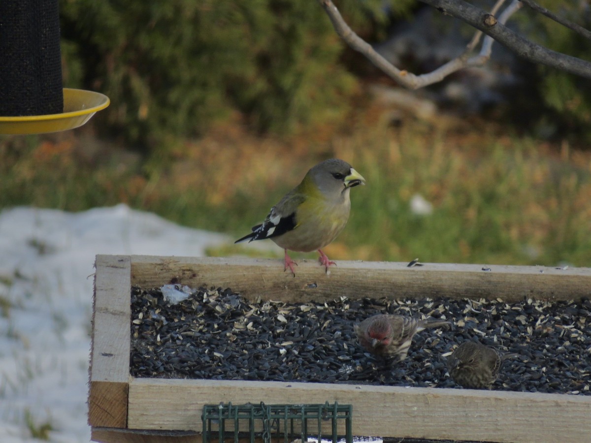 Evening Grosbeak - ML646475413