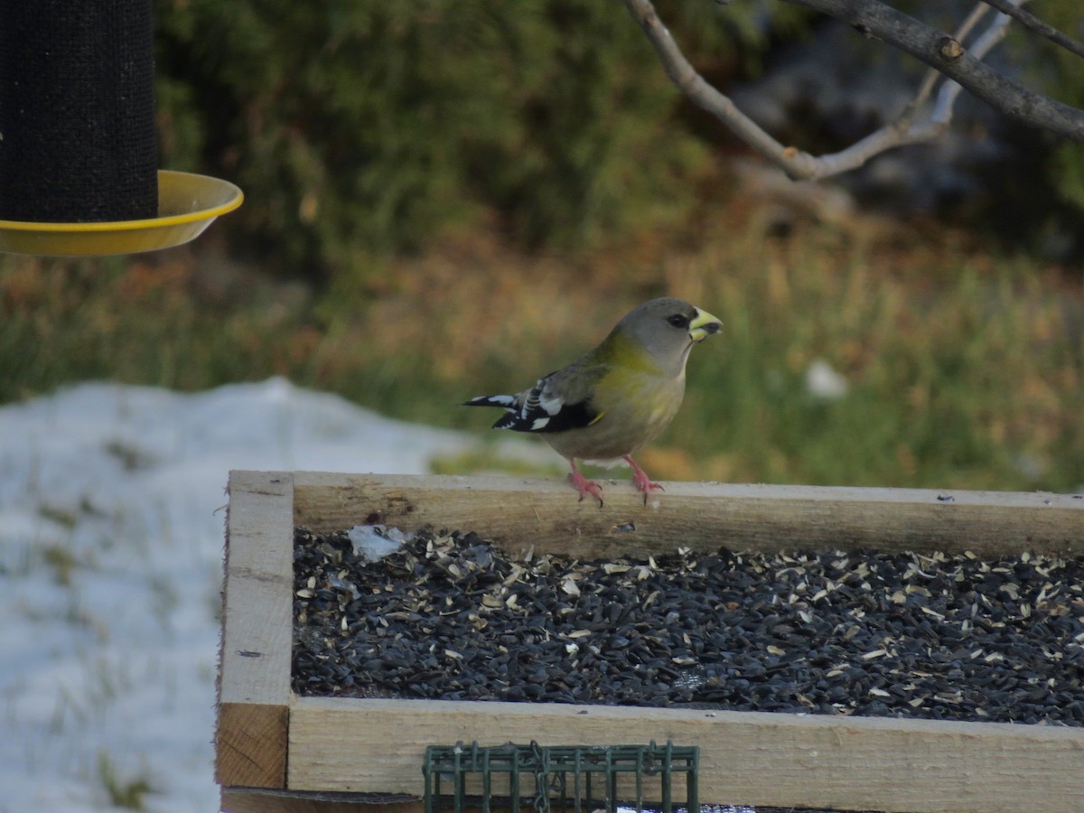 Evening Grosbeak - ML646475414
