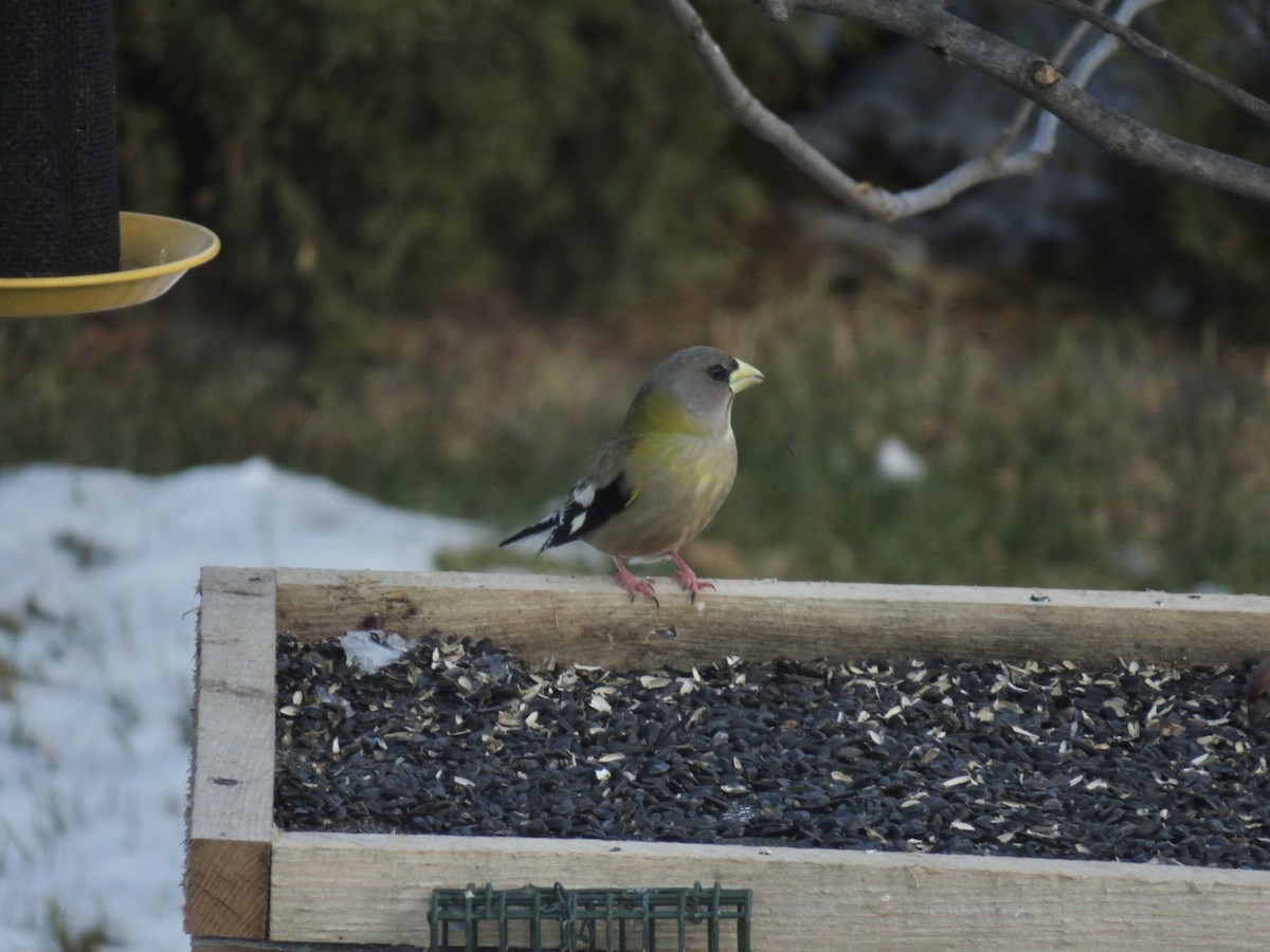 Evening Grosbeak - ML646475415