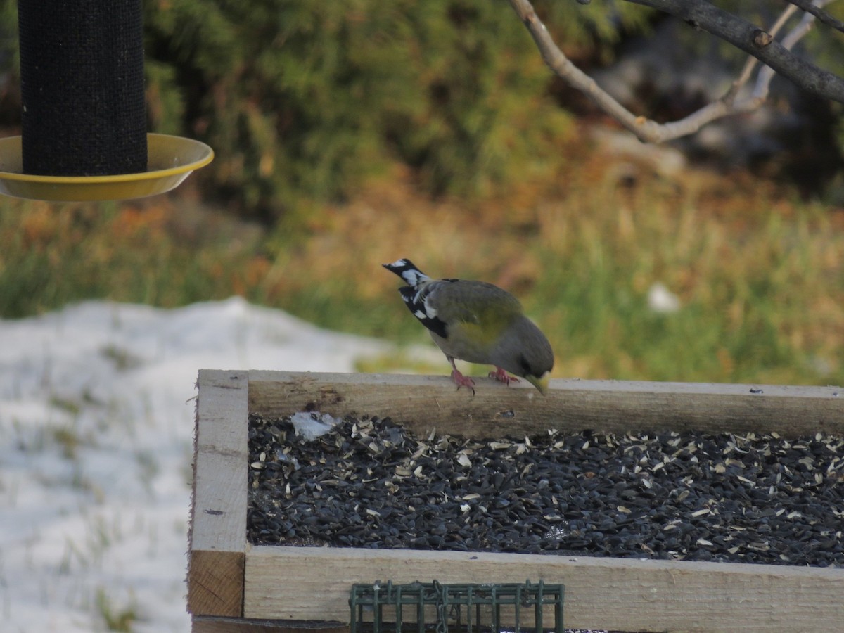 Evening Grosbeak - ML646475416
