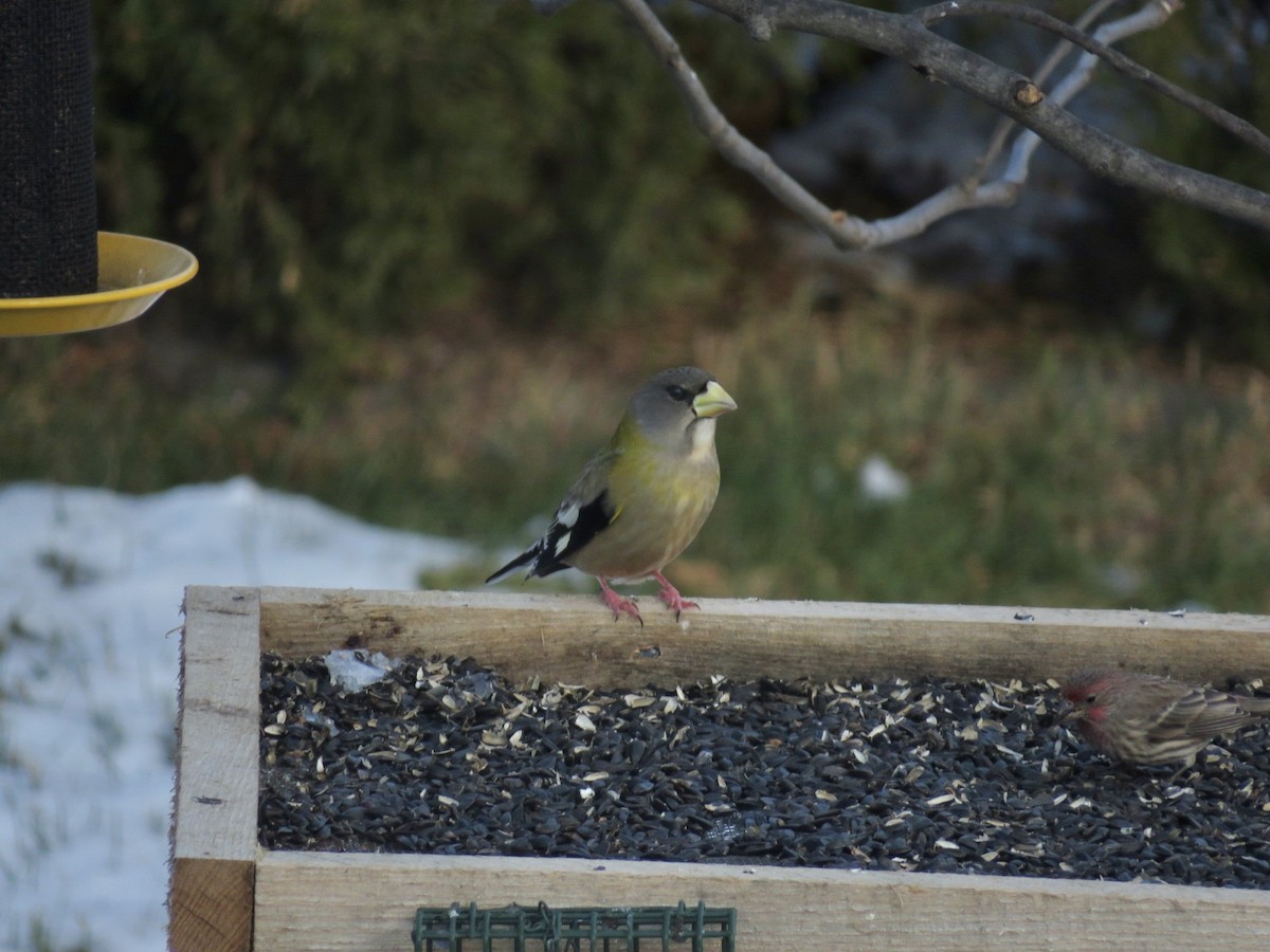 Evening Grosbeak - ML646475417