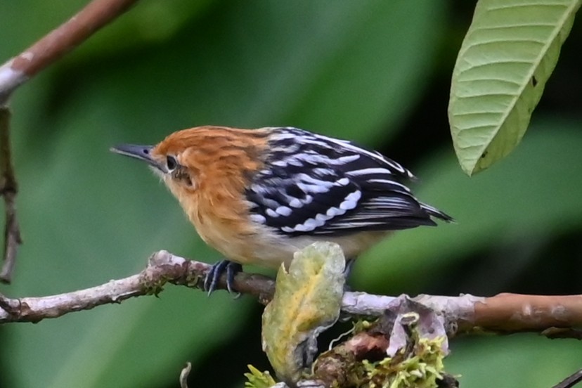 Pacific Antwren - ML646475418