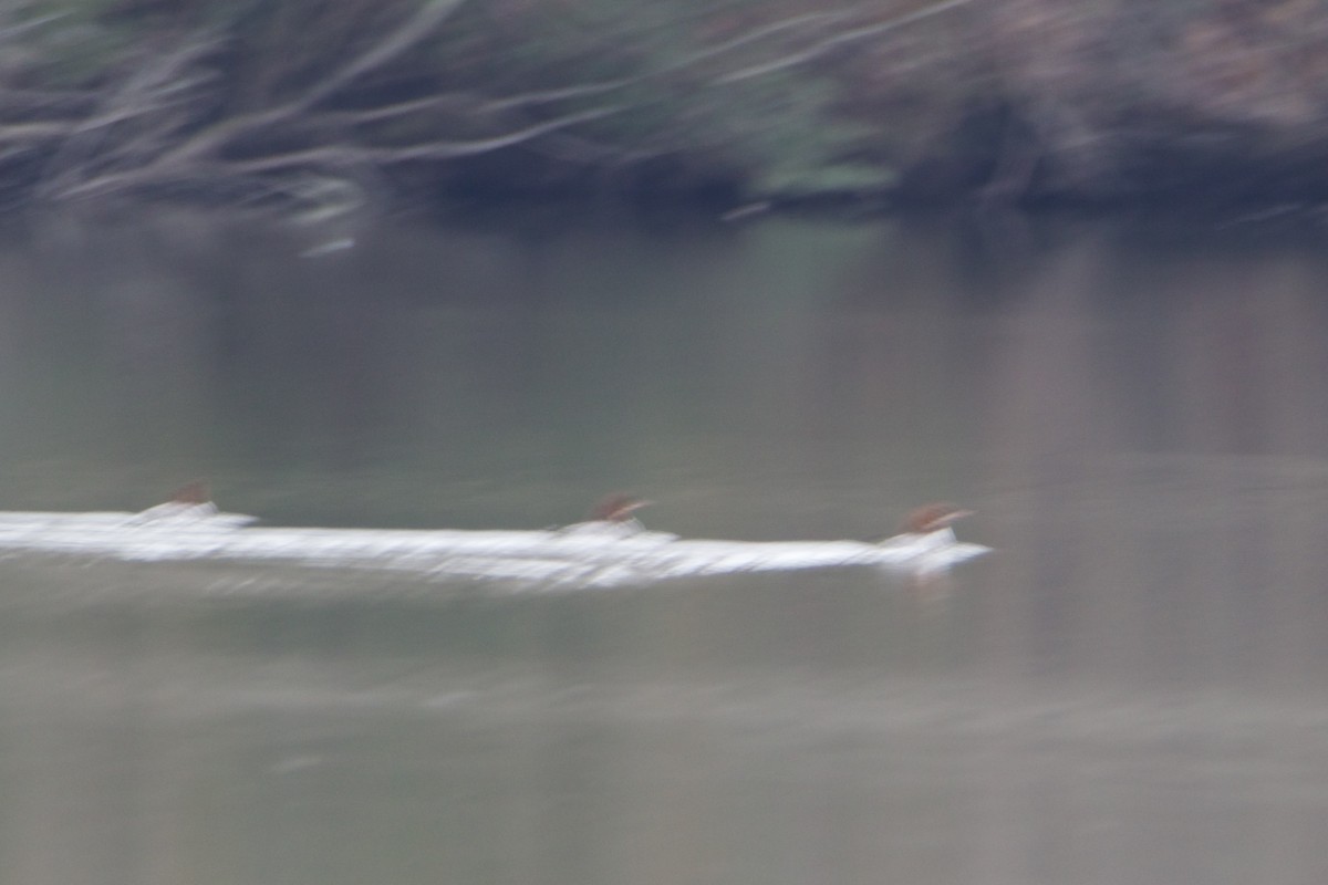 Common Merganser - ML646475421