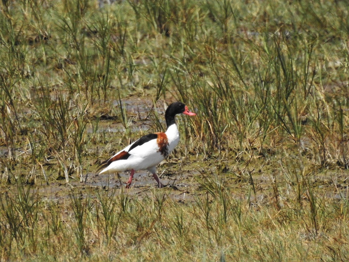 Common Shelduck - ML646475428