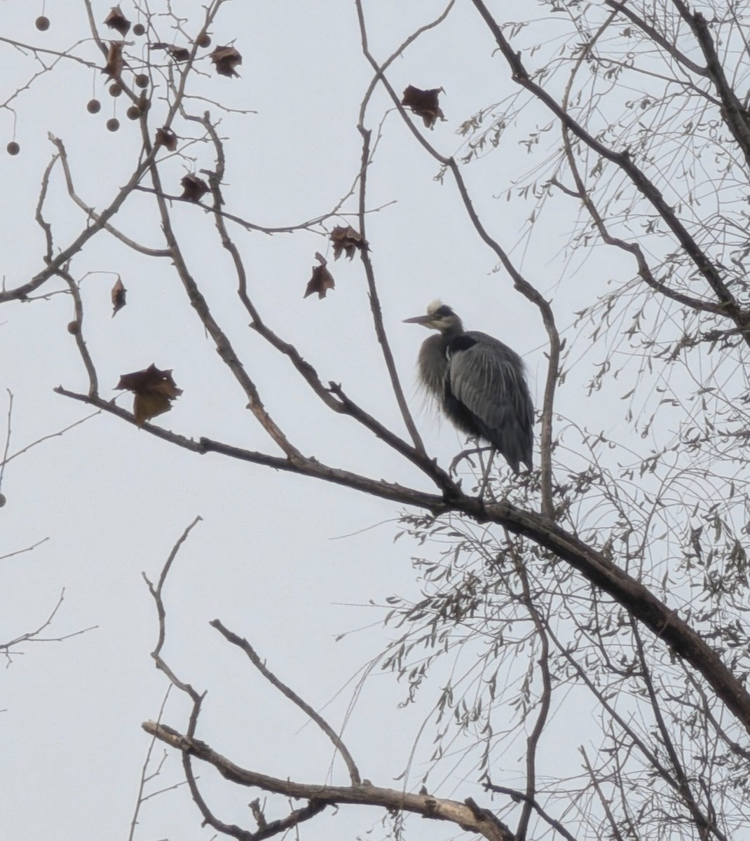 Amerika Gri Balıkçılı - ML646475436