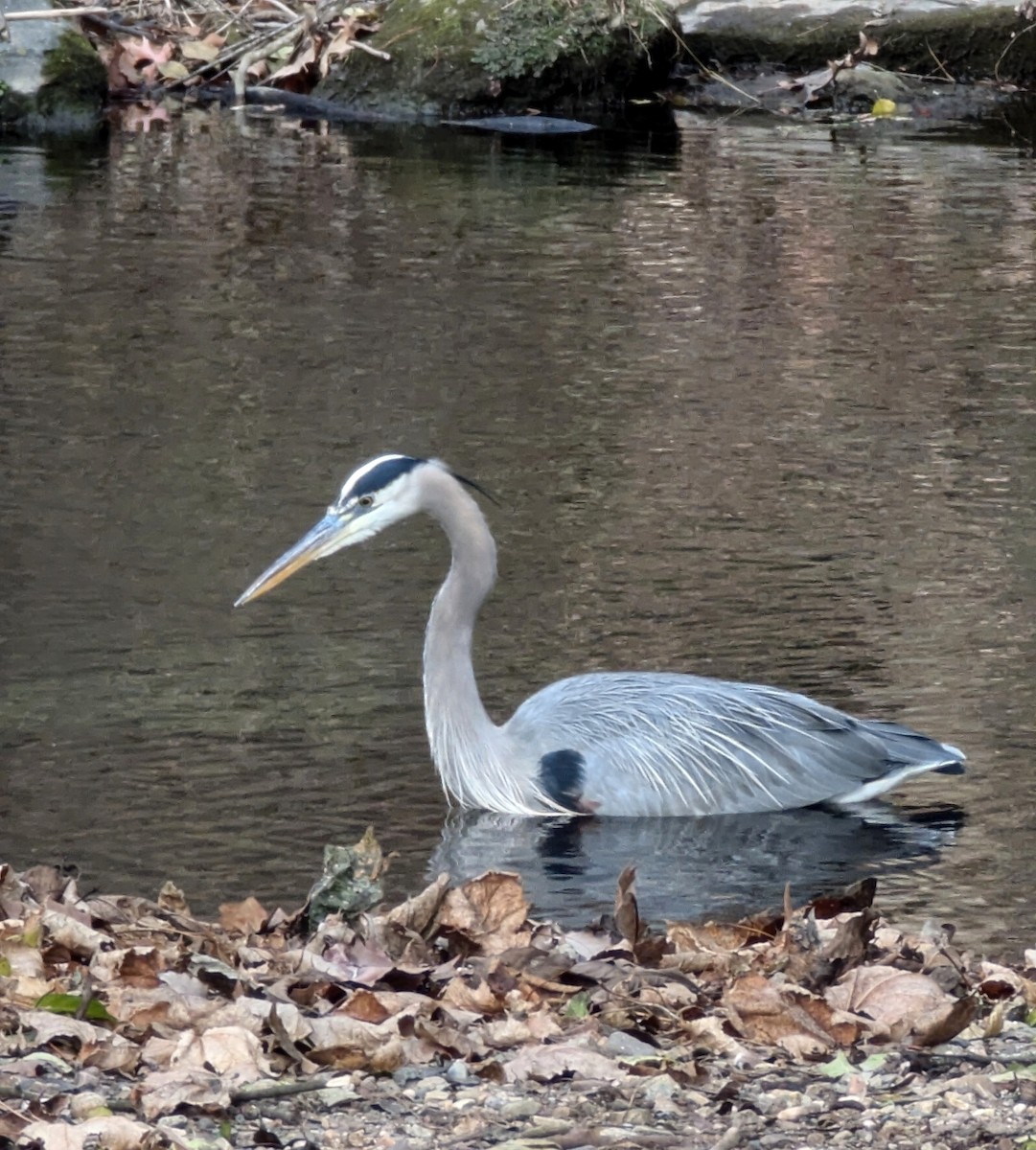 Amerika Gri Balıkçılı - ML646475437