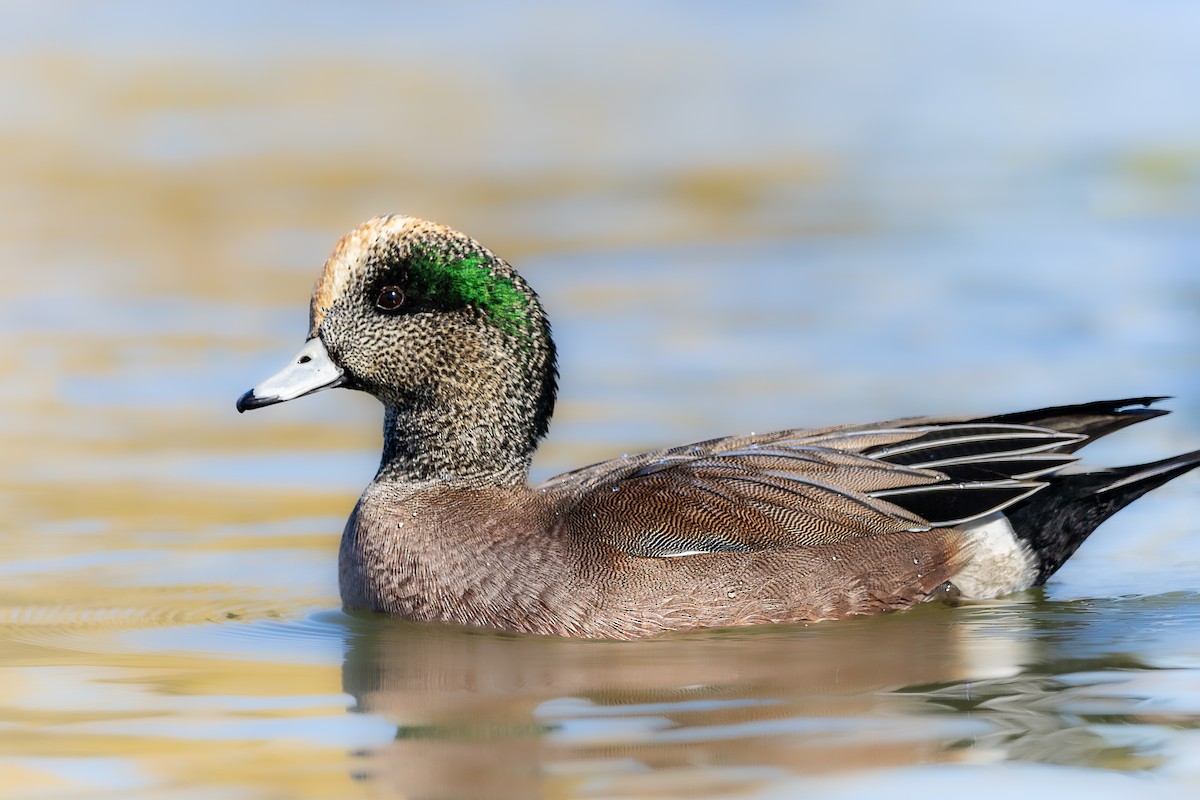 アメリカヒドリ - ML646475439