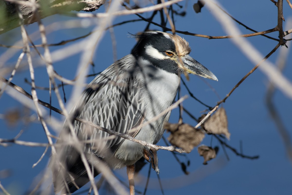 Yellow-crowned Night Heron - ML646475443