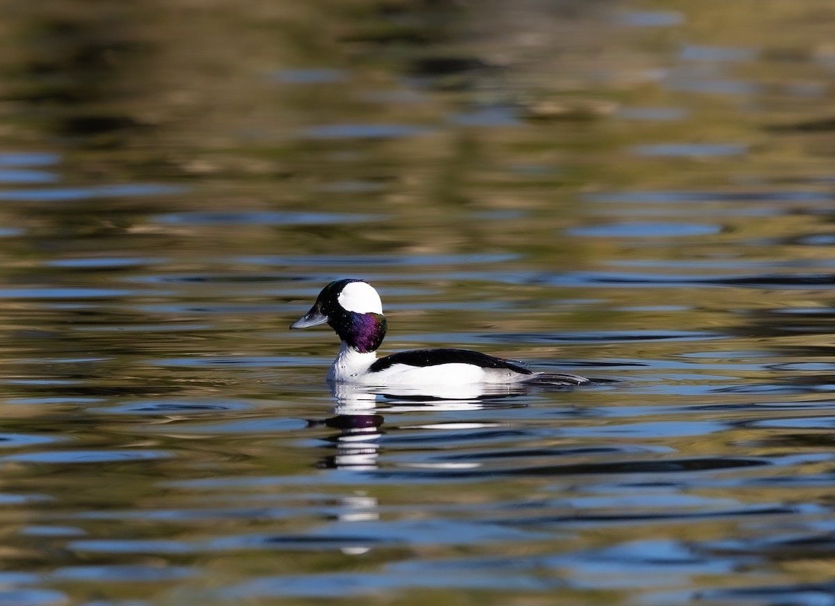 Bufflehead - ML646475450
