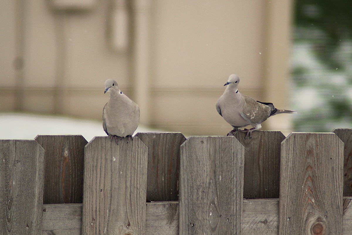 Tortora dal collare - ML646475451