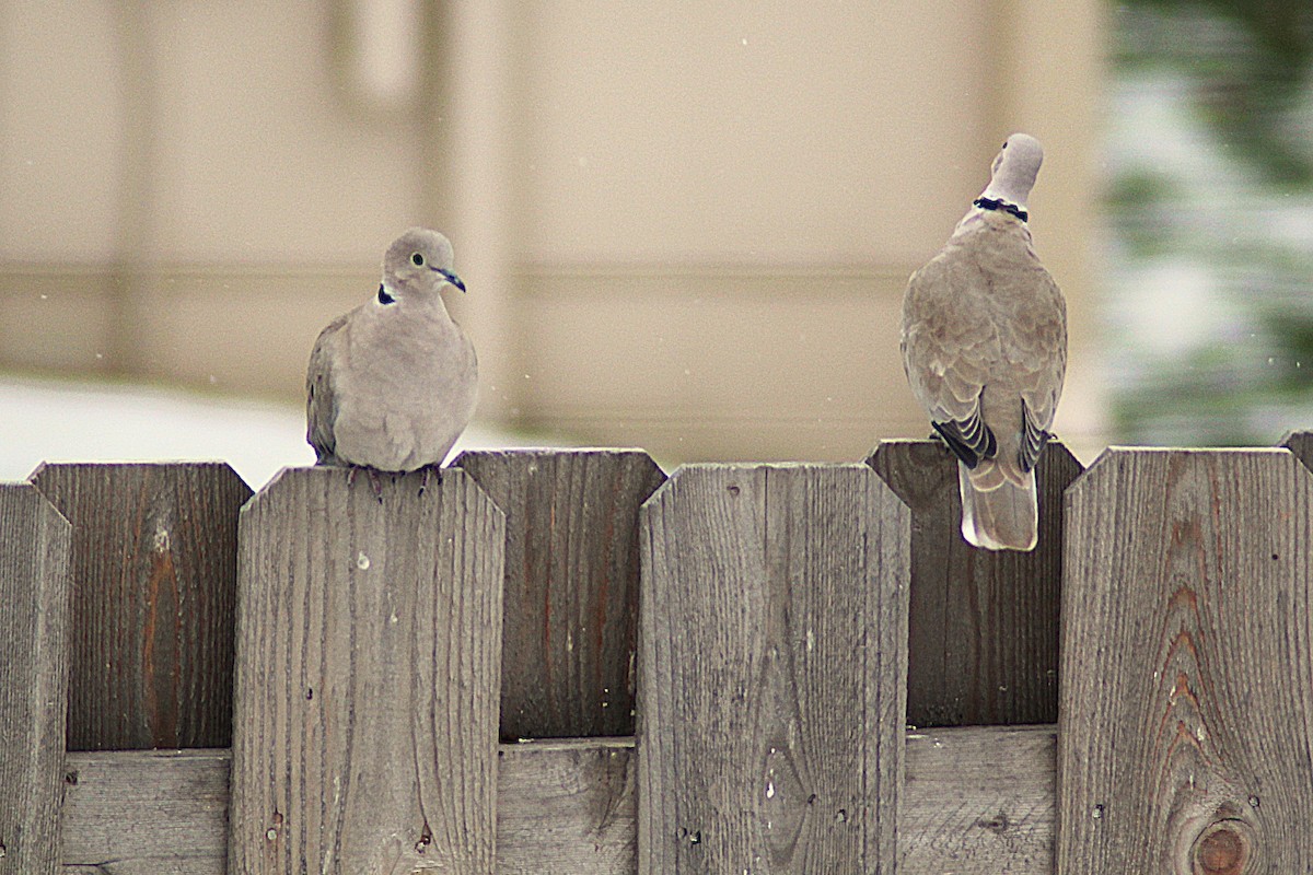 Tortora dal collare - ML646475452