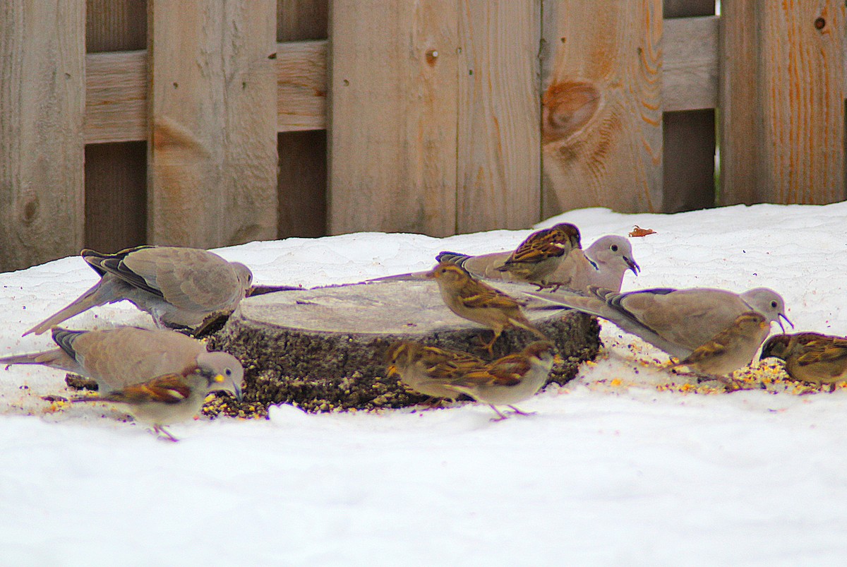 Tortora dal collare - ML646475453