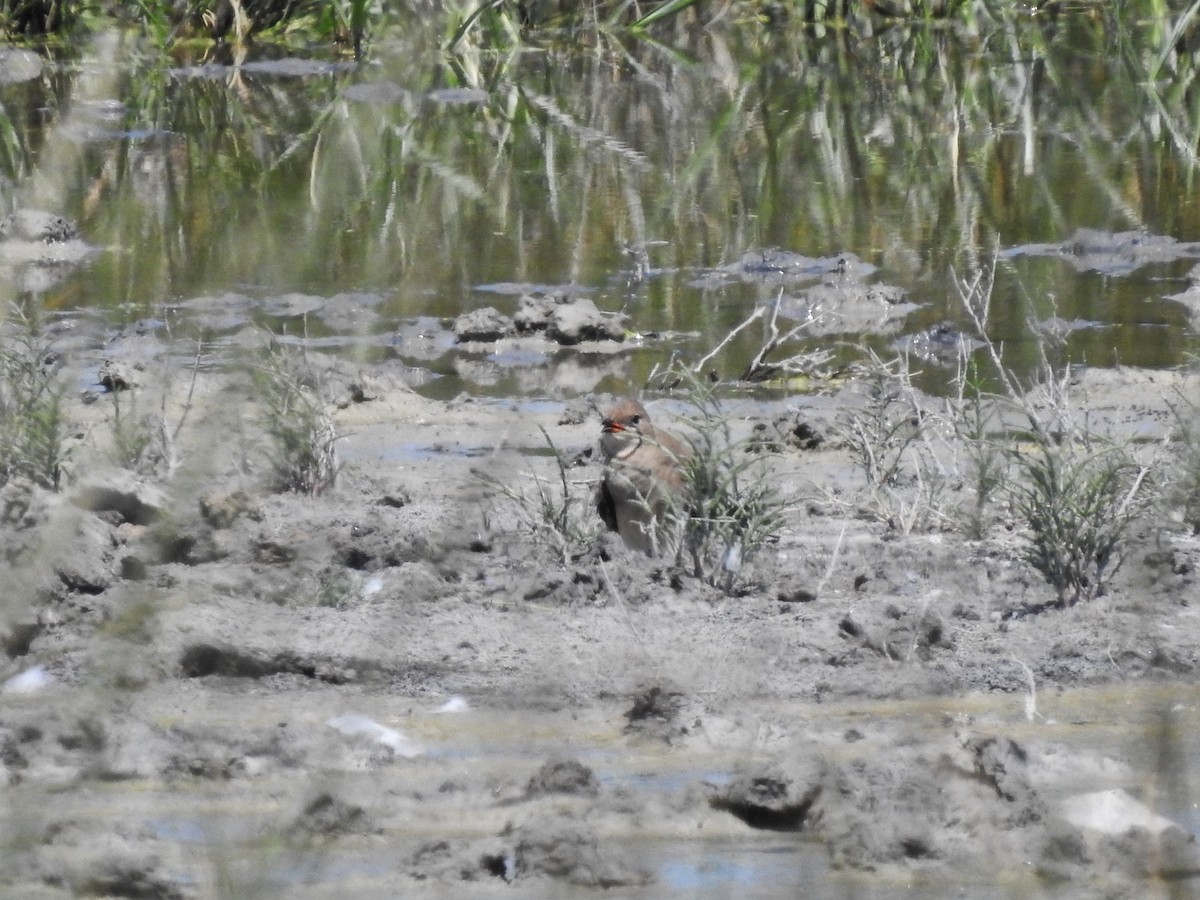 Collared Pratincole - ML646475456