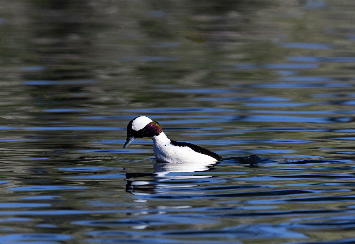 Bufflehead - ML646475457